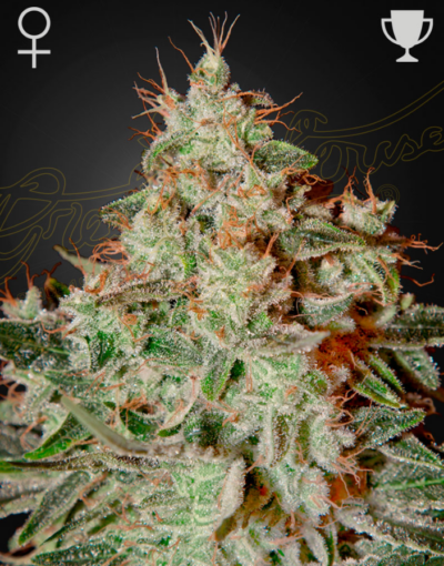 LEMON SKUNK | GREEN HOUSE SEED CO | PHOTOPERIOD CANNABIS SEEDS FEMALE