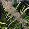 MALAWI X PCK | ACE SEEDS | PHOTOPERIOD CANNABIS SEEDS FEMALE - Image 4