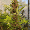 MALAWI X PCK | ACE SEEDS | PHOTOPERIOD CANNABIS SEEDS FEMALE - Image 3