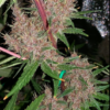 MALAWI X PCK | ACE SEEDS | PHOTOPERIOD CANNABIS SEEDS FEMALE - Image 2