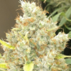 MALAWI X PANAMA | ACE SEEDS | PHOTOPERIOD CANNABIS SEEDS FEMALE - Image 2