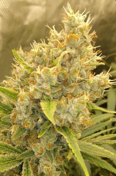 MALAWI X PANAMA | ACE SEEDS | PHOTOPERIOD CANNABIS SEEDS FEMALE