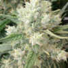 MALAWI X PANAMA | ACE SEEDS | PHOTOPERIOD CANNABIS SEEDS FEMALE - Image 3