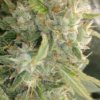 MALAWI X PANAMA | ACE SEEDS | PHOTOPERIOD CANNABIS SEEDS FEMALE - Image 4