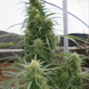 MALAWI | ACE SEEDS | PHOTOPERIOD CANNABIS SEEDS FEMALE - Image 3