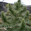 MALAWI | ACE SEEDS | PHOTOPERIOD CANNABIS SEEDS FEMALE - Image 4