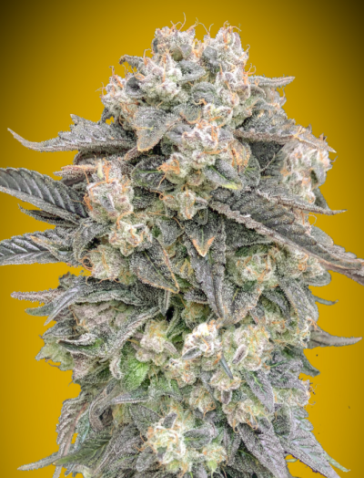 MIMOSA | 00 SEEDS | AUTOFLOWER CANNABIS SEEDS FEMALE