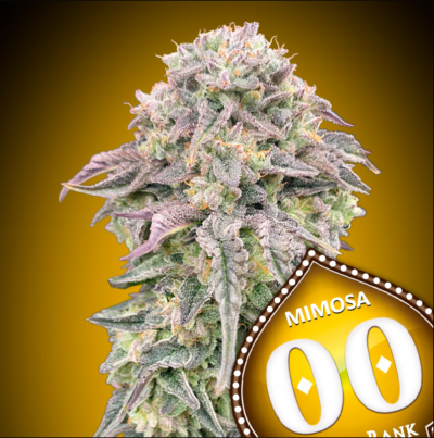 Mimosa cannabis image