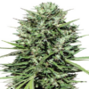 MOROCCO BELDIA KIF | ACE SEEDS | PHOTOPERIOD CANNABIS SEEDS FEMALE - Image 3