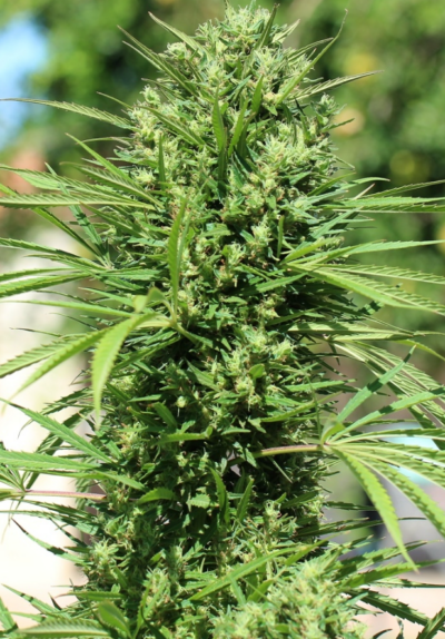 MOROCCO BELDIA KIF | ACE SEEDS | PHOTOPERIOD CANNABIS SEEDS FEMALE