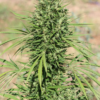 MOROCCO BELDIA KIF | ACE SEEDS | PHOTOPERIOD CANNABIS SEEDS FEMALE - Image 2