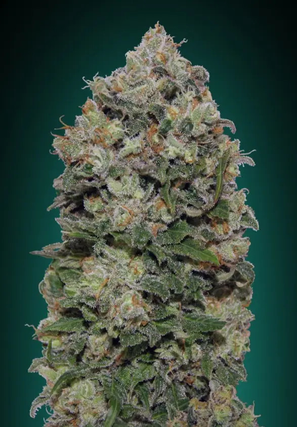 Northern Lights cannabis image