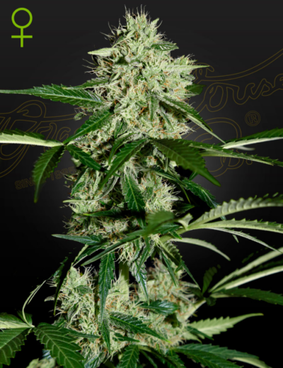 NORTHERN LIGHTS | GREEN HOUSE SEED CO | AUTOFLOWER CANNABIS SEEDS FEMALE