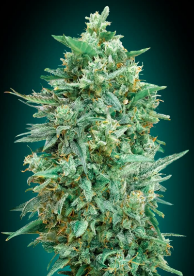 NORTHERN LIGHTS XXL | 00 SEEDS | AUTOFLOWER CANNABIS SEEDS FEMALE