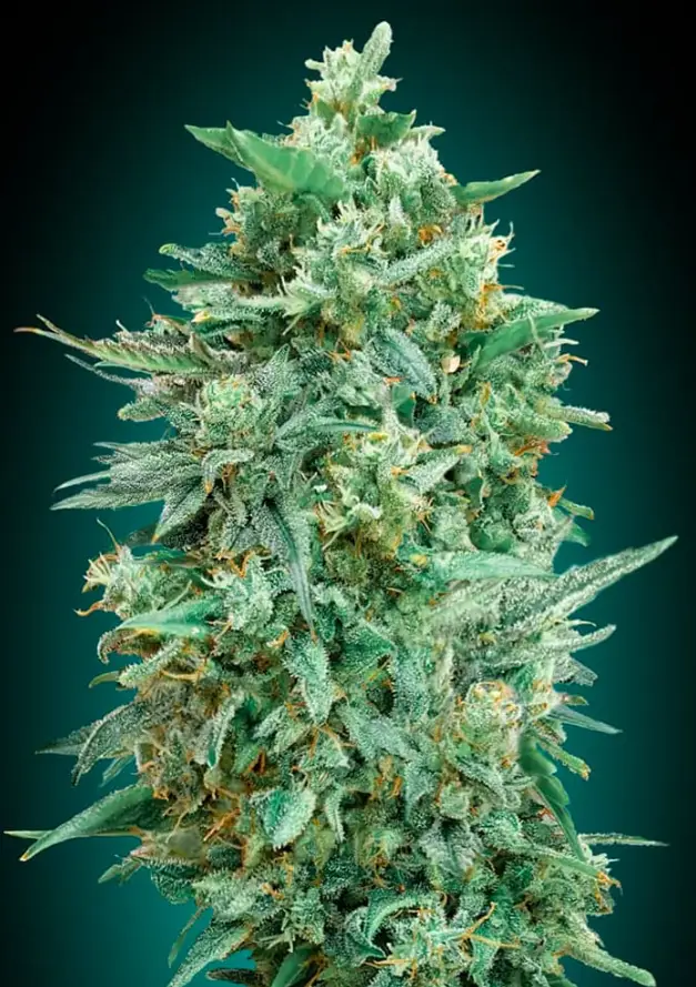 Northern Lights XXL cannabis image