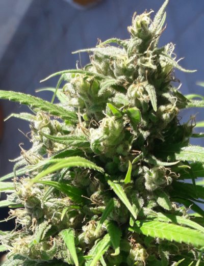 OAXACA A5 HAZE | ACE SEEDS | PHOTOPERIOD CANNABIS SEEDS FEMALE