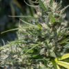 OAXACA A5 HAZE | ACE SEEDS | PHOTOPERIOD CANNABIS SEEDS FEMALE - Image 3