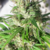 OAXACA A5 HAZE | ACE SEEDS | PHOTOPERIOD CANNABIS SEEDS FEMALE - Image 2