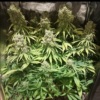 ORIENT EXPRESS | ACE SEEDS | PHOTOPERIOD CANNABIS SEEDS FEMALE - Image 3