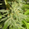 ORIENT EXPRESS | ACE SEEDS | PHOTOPERIOD CANNABIS SEEDS FEMALE - Image 2