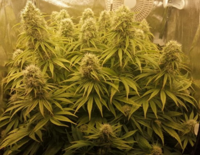 ORIENT EXPRESS | ACE SEEDS | PHOTOPERIOD CANNABIS SEEDS FEMALE