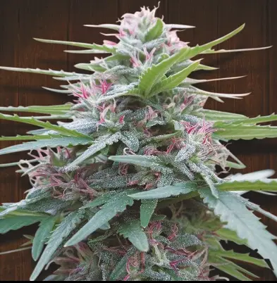 Panama cannabis image