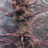 PANAMA HAZE | ACE SEEDS | PHOTOPERIOD CANNABIS SEEDS FEMALE - Image 2