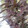 PANAMA HAZE | ACE SEEDS | PHOTOPERIOD CANNABIS SEEDS FEMALE - Image 3