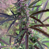 PANAMA HAZE | ACE SEEDS | PHOTOPERIOD CANNABIS SEEDS FEMALE - Image 4