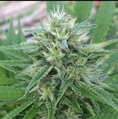 Panama x Bangi Haze cannabis image