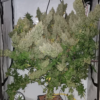 PANAMA X BANGI HAZE | ACE SEEDS | PHOTOPERIOD CANNABIS SEEDS FEMALE - Image 2