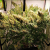 PANAMA X BANGI HAZE | ACE SEEDS | PHOTOPERIOD CANNABIS SEEDS FEMALE - Image 3