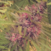 PANAMA | ACE SEEDS | PHOTOPERIOD CANNABIS SEEDS FEMALE - Image 2