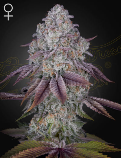 PERSIAN PIE | GREEN HOUSE SEED CO | PHOTOPERIOD CANNABIS SEEDS FEMALE