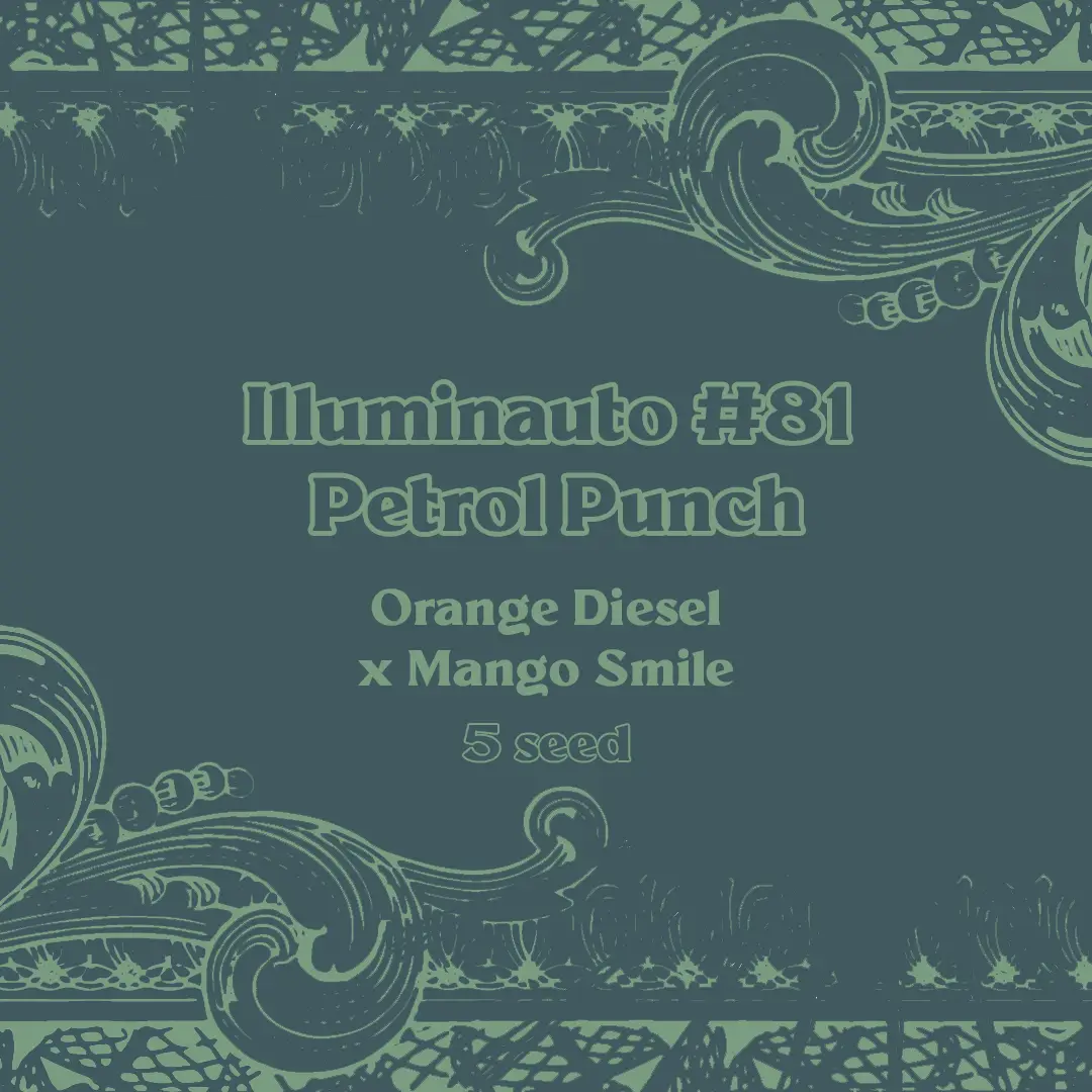 Petrol Punch by Mephisto Genetics