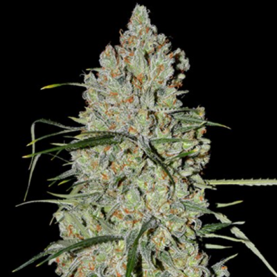 PINEAPPLE EXPRESS #2 AUTO | G13 LABS | AUTOFLOWER CANNABIS SEEDS FEMALE