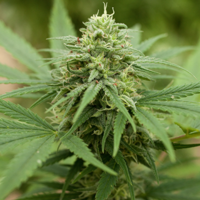 Pineapple Express #2 image