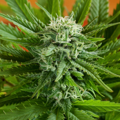 PINEAPPLE EXPRESS | G13 LABS | AUTOFLOWER CANNABIS SEEDS FEMALE