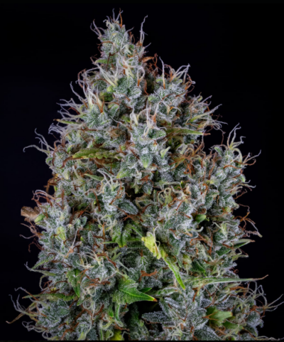 PINK PANAMA | MEPHISTO GENETICS | AUTOFLOWER CANNABIS SEEDS FEMALE