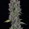 PINK PANAMA | MEPHISTO GENETICS | AUTOFLOWER CANNABIS SEEDS FEMALE - Image 2