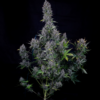 PINK PANAMA | MEPHISTO GENETICS | AUTOFLOWER CANNABIS SEEDS FEMALE - Image 3