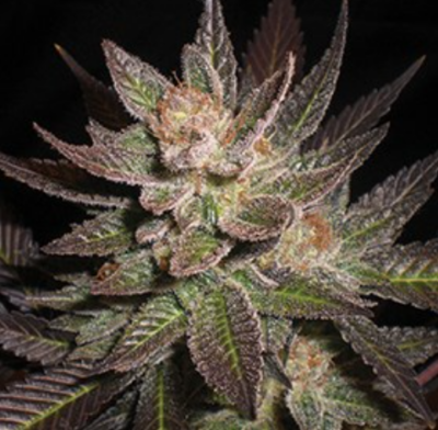 PURPLE HAZE | G13 LABS | PHOTOPERIOD CANNABIS SEEDS FEMALE