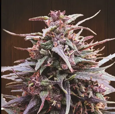 Purple Haze x Malawi cannabis image