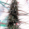 PURPLE HAZE X MALAWI | ACE SEEDS | PHOTOPERIOD CANNABIS SEEDS REGULAR - Image 2