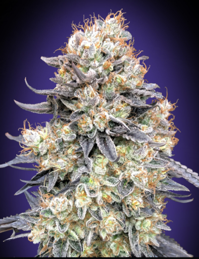 PURPLE PUNCH | 00 SEEDS | AUTOFLOWER CANNABIS SEEDS FEMALE