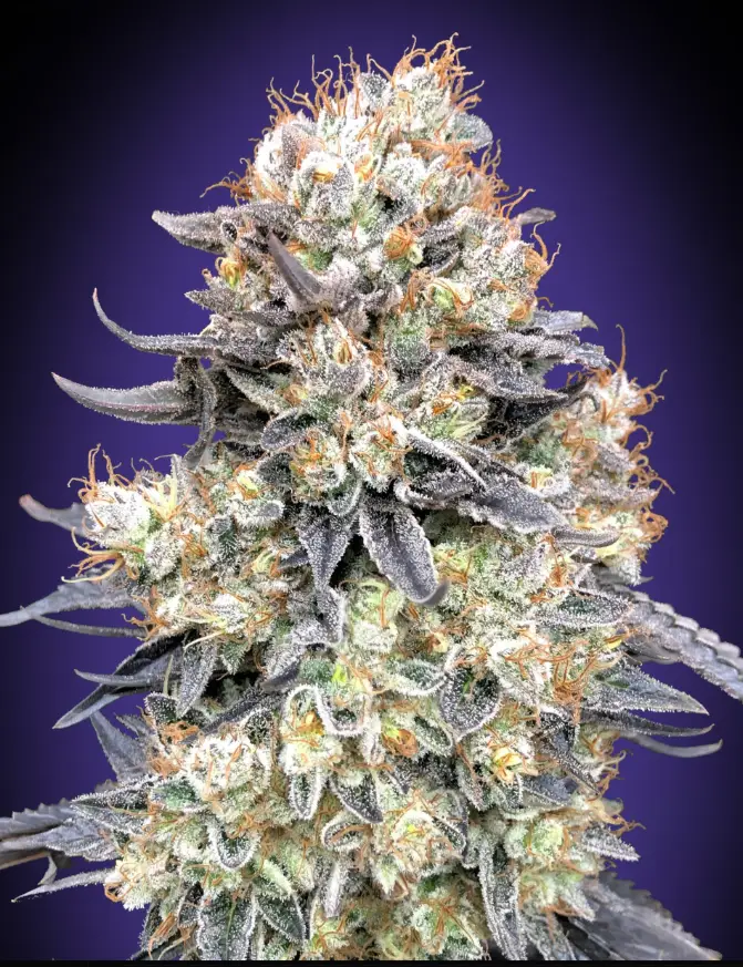 Purple Punch cannabis image