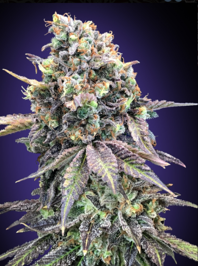 PURPLE PUNCH | 00 SEEDS | PHOTOPERIOD CANNABIS SEEDS FEMALE