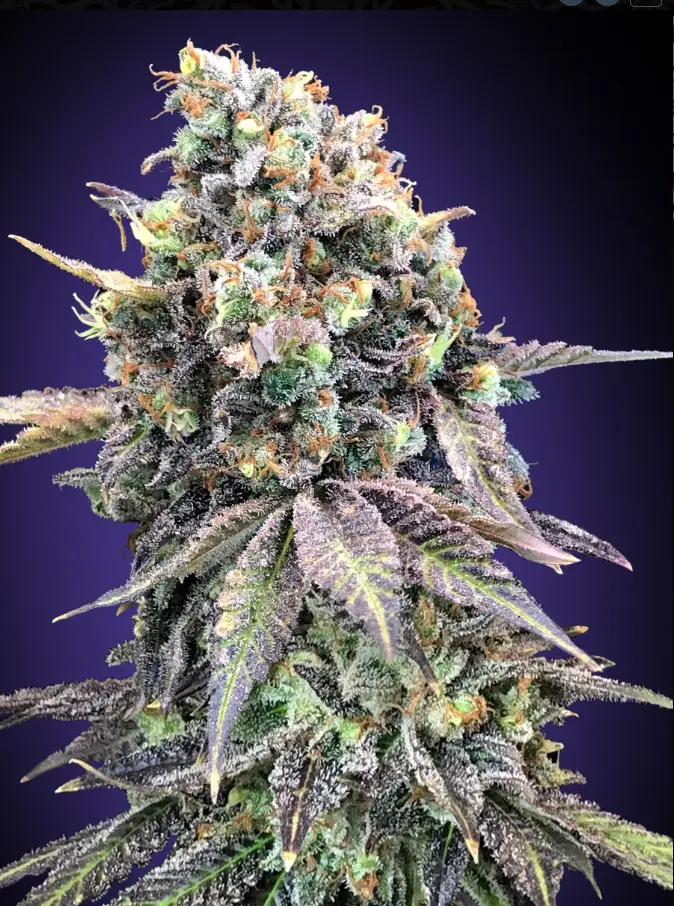 Purple Punch cannabis image