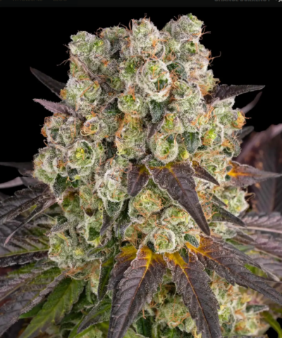 PURPLE PUCH X LEMON DRIZZLE STRAIN | BARNEY'S FARM | PHOTOPERIOD FEMALE CANNABIS SEEDS