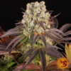 PURPLE PUCH X LEMON DRIZZLE STRAIN | BARNEY'S FARM | PHOTOPERIOD FEMALE CANNABIS SEEDS - Image 2